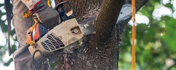 Trusted Gloverville, SC Tree Services Experts